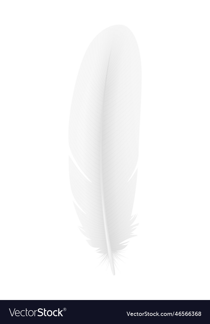 Realistic white feather Royalty Free Vector Image