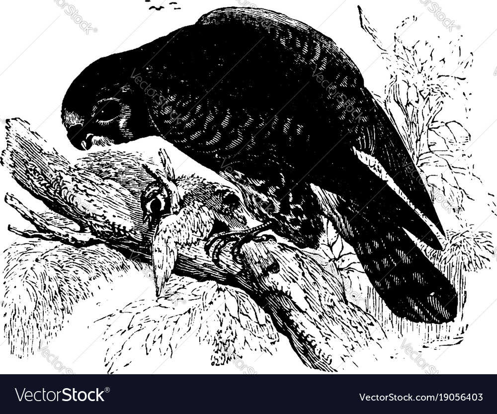 Lesser kestrel vintage