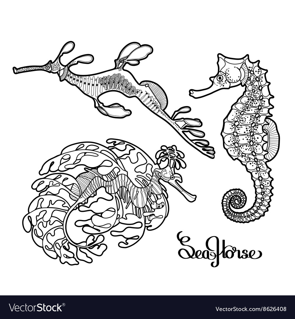 Морской конек тряпичник рисунок