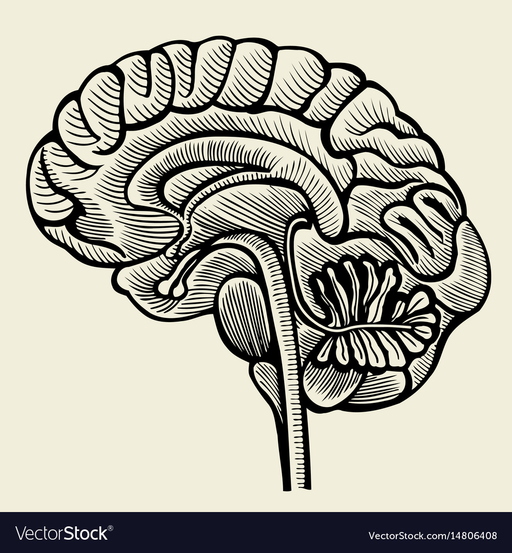 Human brain - vintage engraved Royalty Free Vector Image