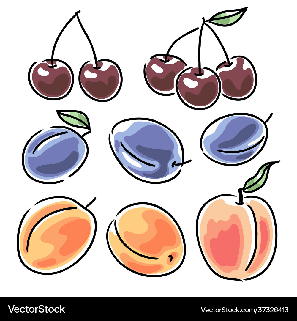 Cherries prune plums apricots and peach Royalty Free Vector