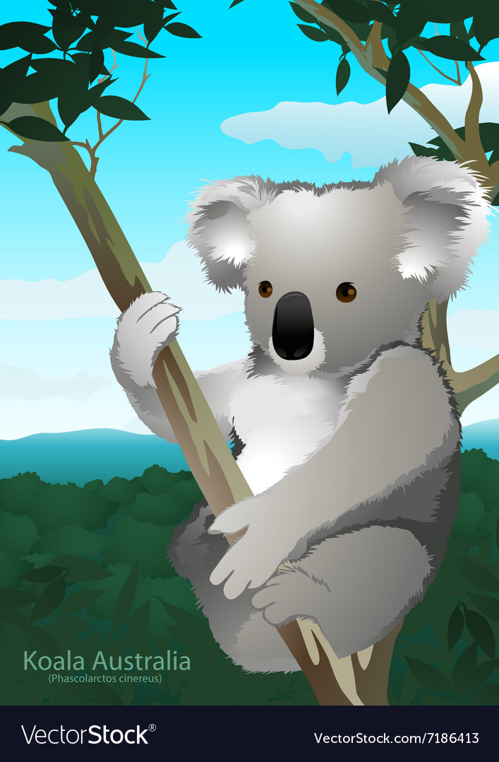 Koala sitting in a gum tree in Australia Vector Image