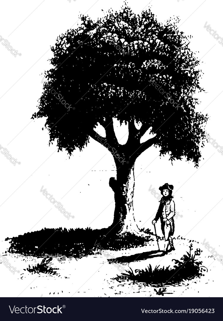 American Liberty Tree Engraving