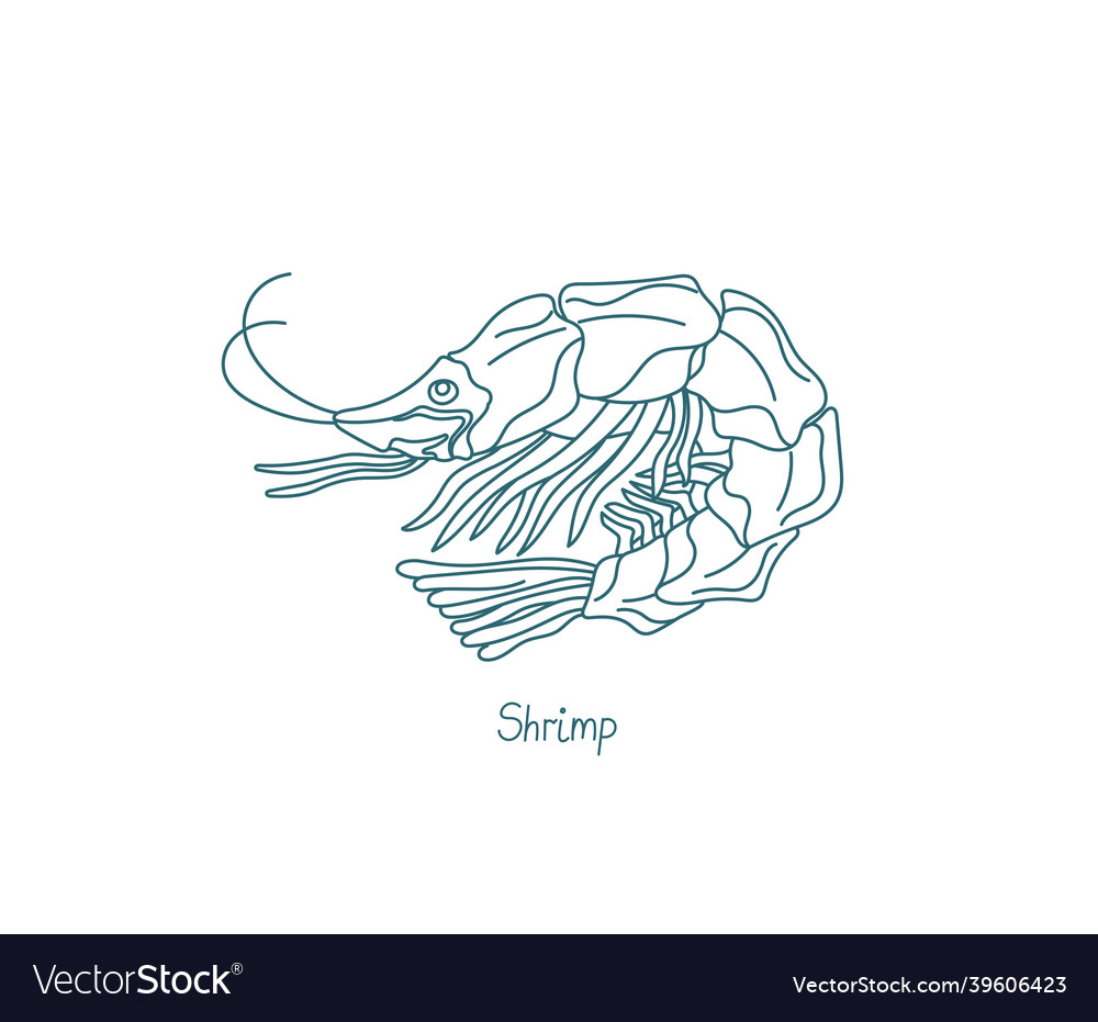 Shrimp are decapod crustaceans contour