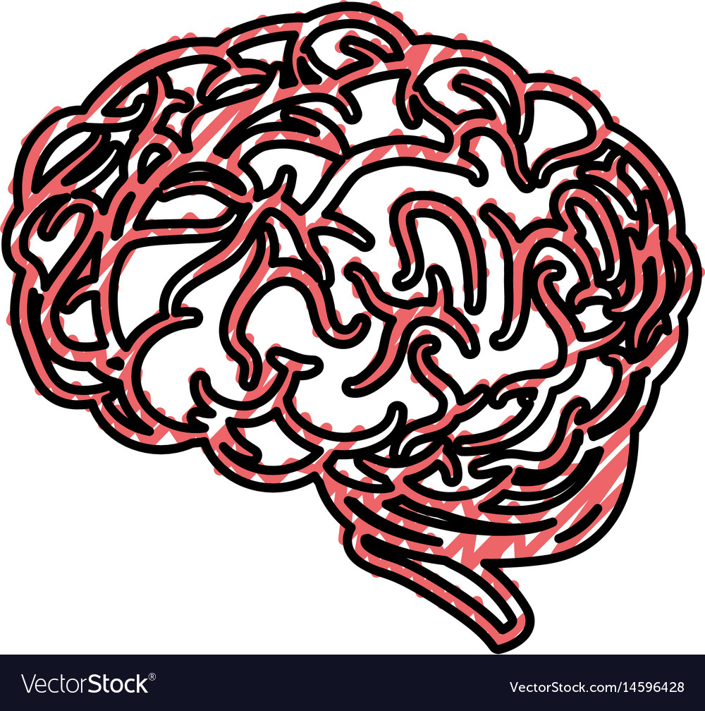 Human brain design