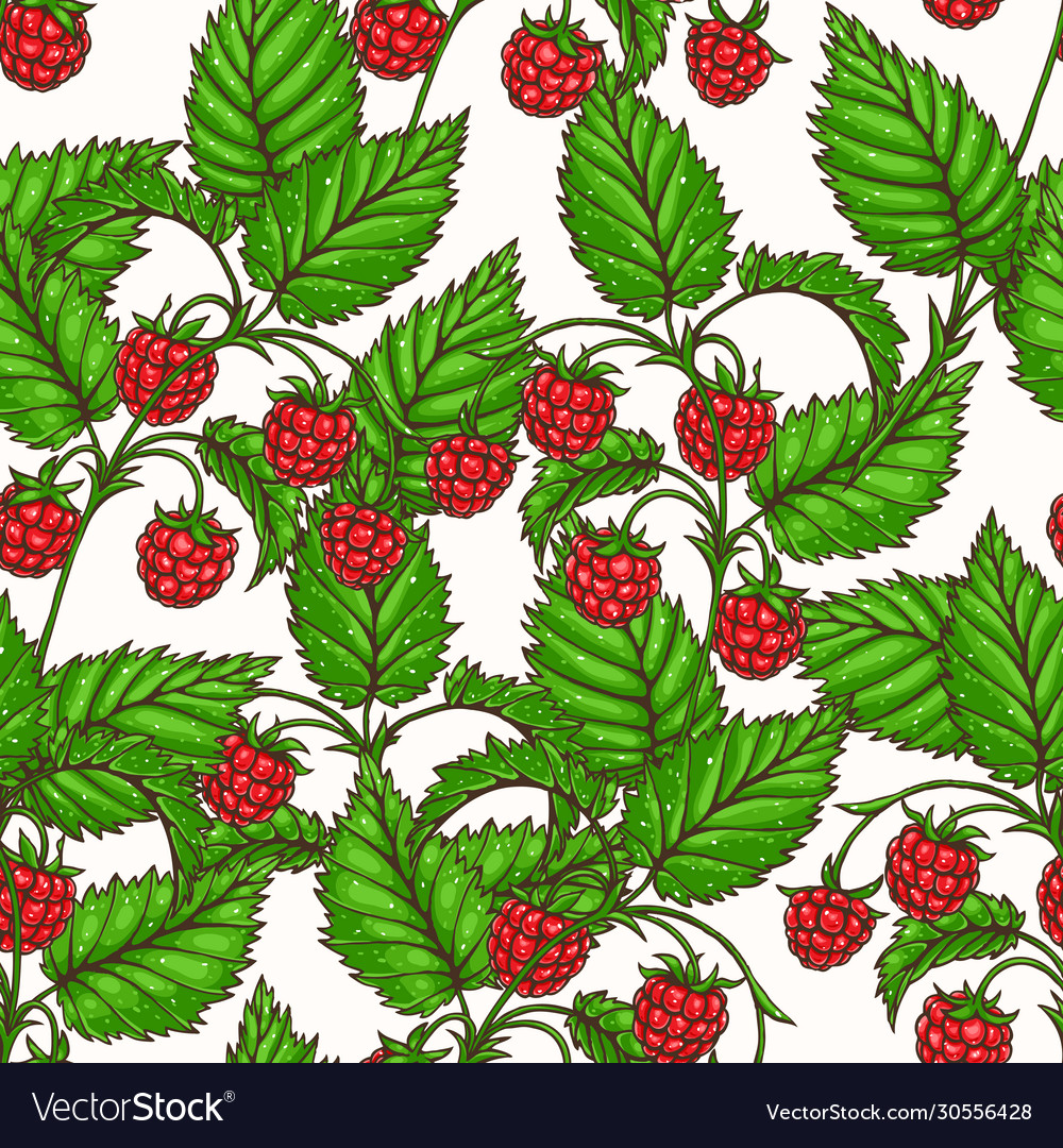 Red Raspberry Branch Pattern
