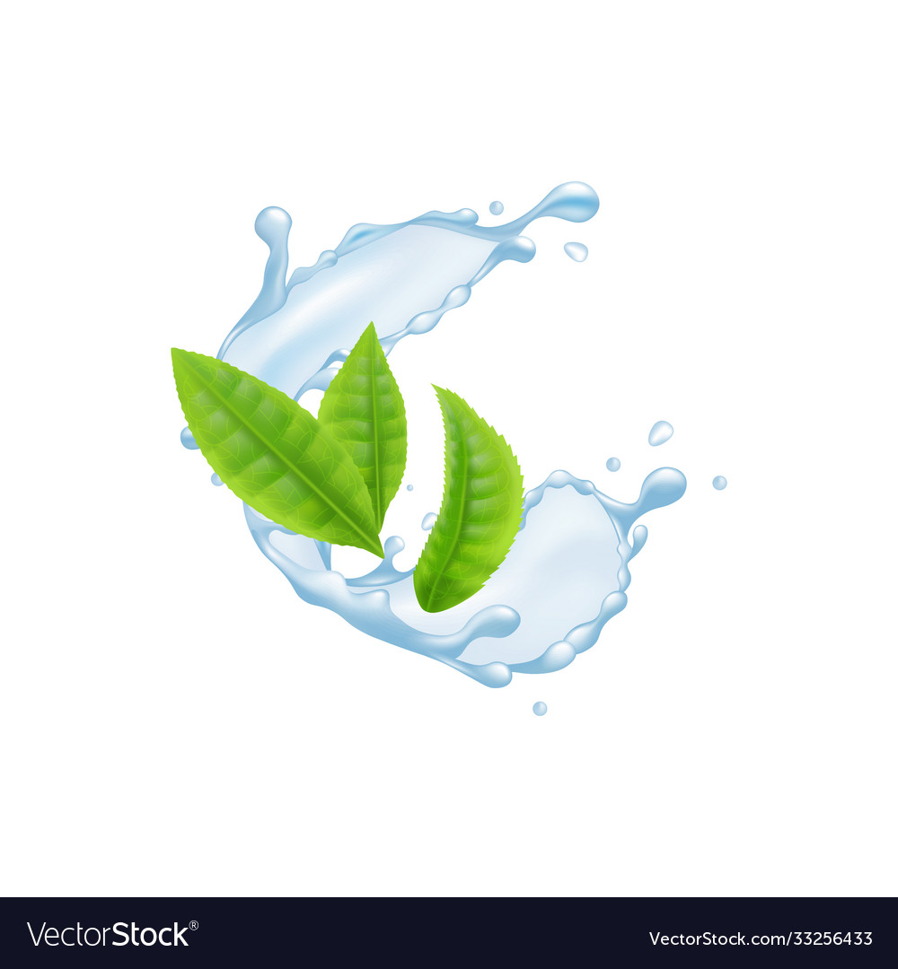 green-tea-leaves-floating-in-water-splash-vector-image