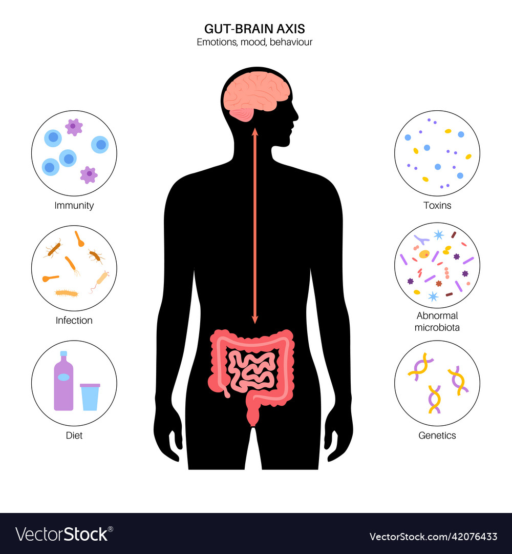 Gut-Brain Axis Connection