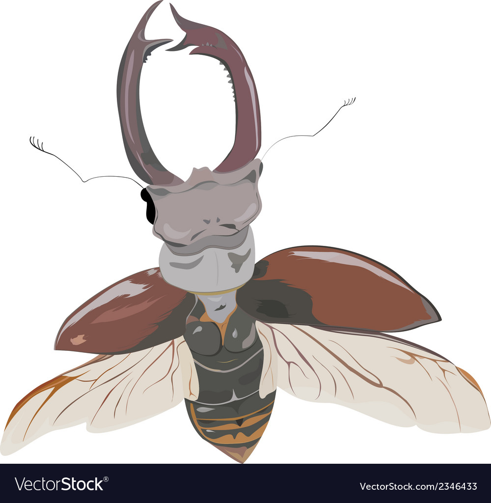 Stag-beetle in fly