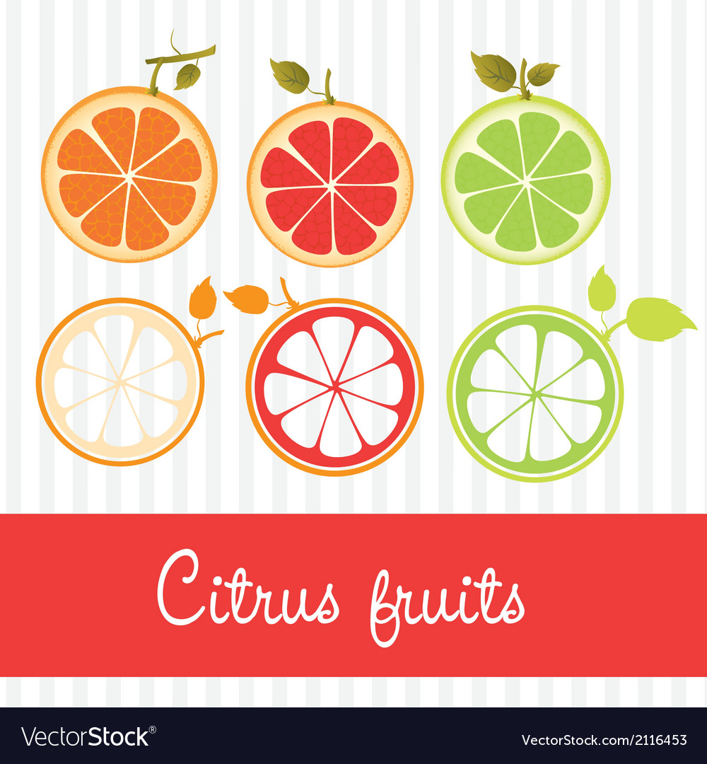 Citrus fruits in two different styles contains ora