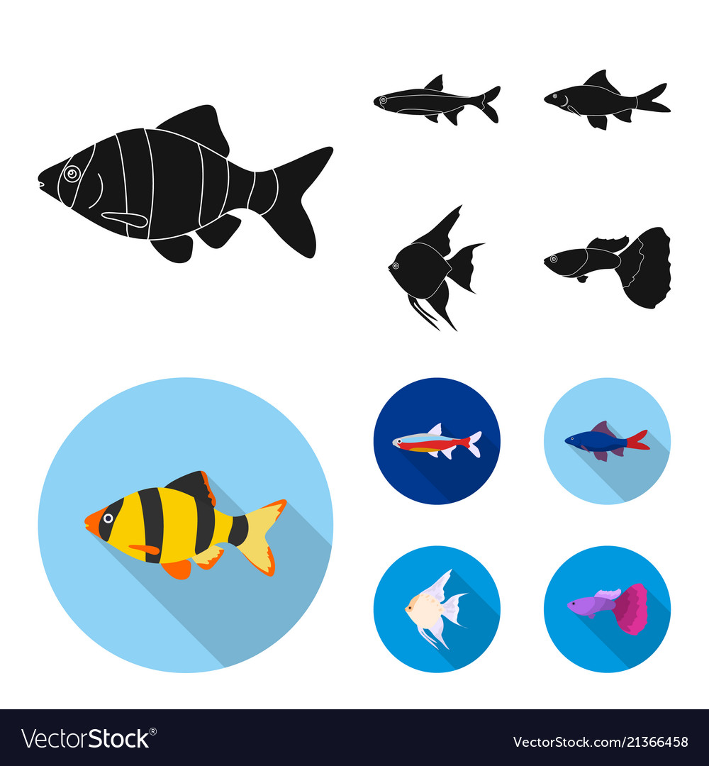 Angelfish common barbus neonfish set Royalty Free Vector