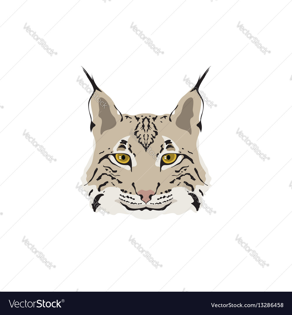 Head of lynx isolated on white background Vector Image