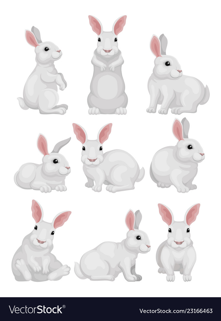 Flat set of white rabbit in different poses
