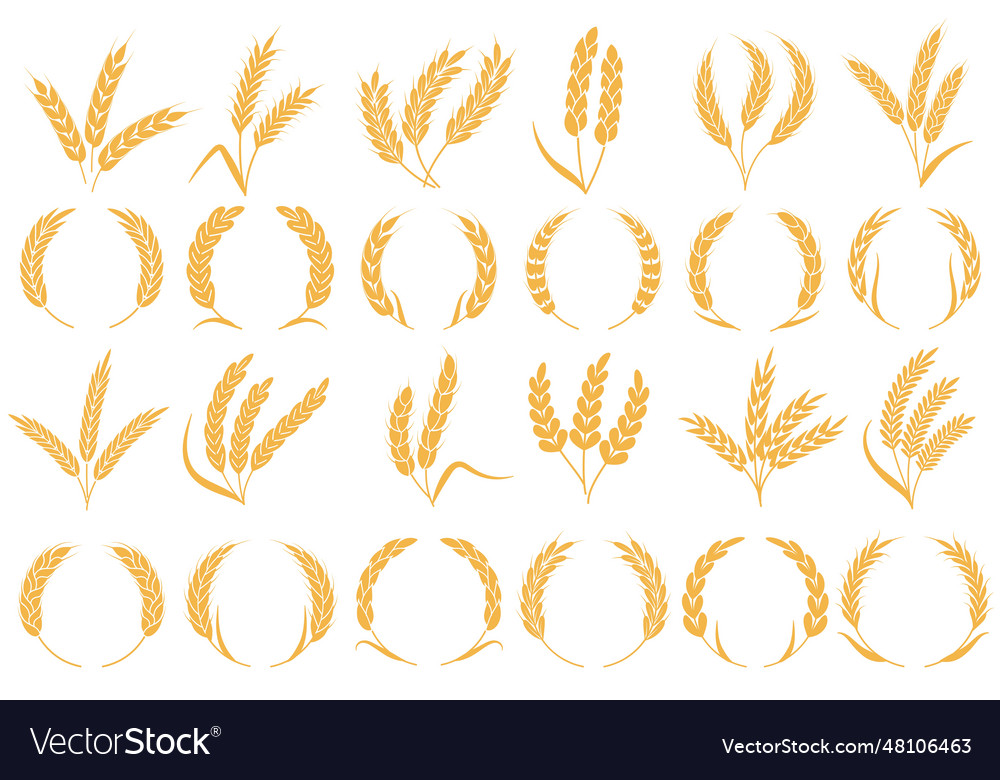 Weizen oder Gerste Ohren goldene Körner Ernte Stiel vector image Weizen oder Gerste Ohren goldene Körner Ernte Stiel