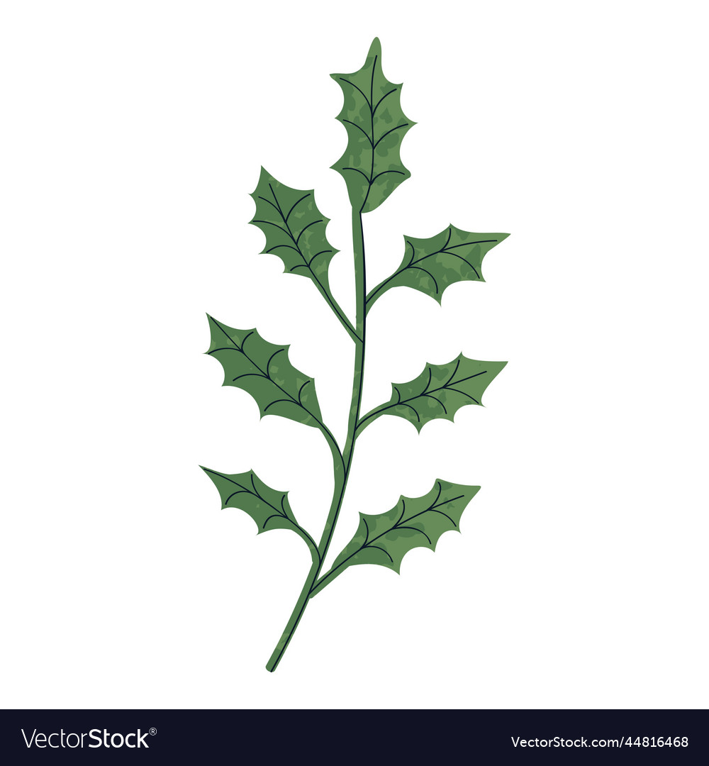 Ilex leaf Royalty Free Vector Image - VectorStock