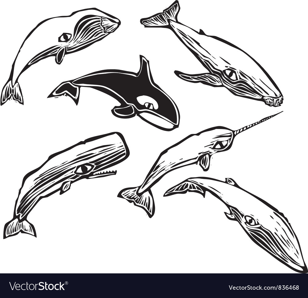 Whale group Royalty Free Vector Image - VectorStock
