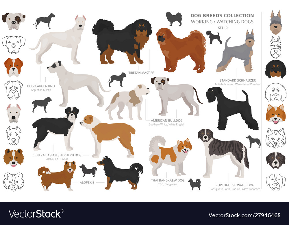 Working service and watching dogs collection Vector Image