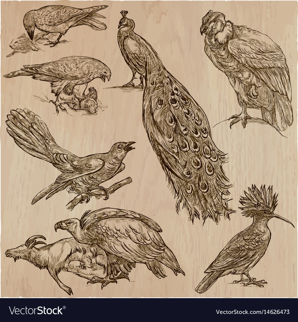 Birds - an hand drawn pack line art Royalty Free Vector Birds - an hand drawn pack line art Royalty Free Vector