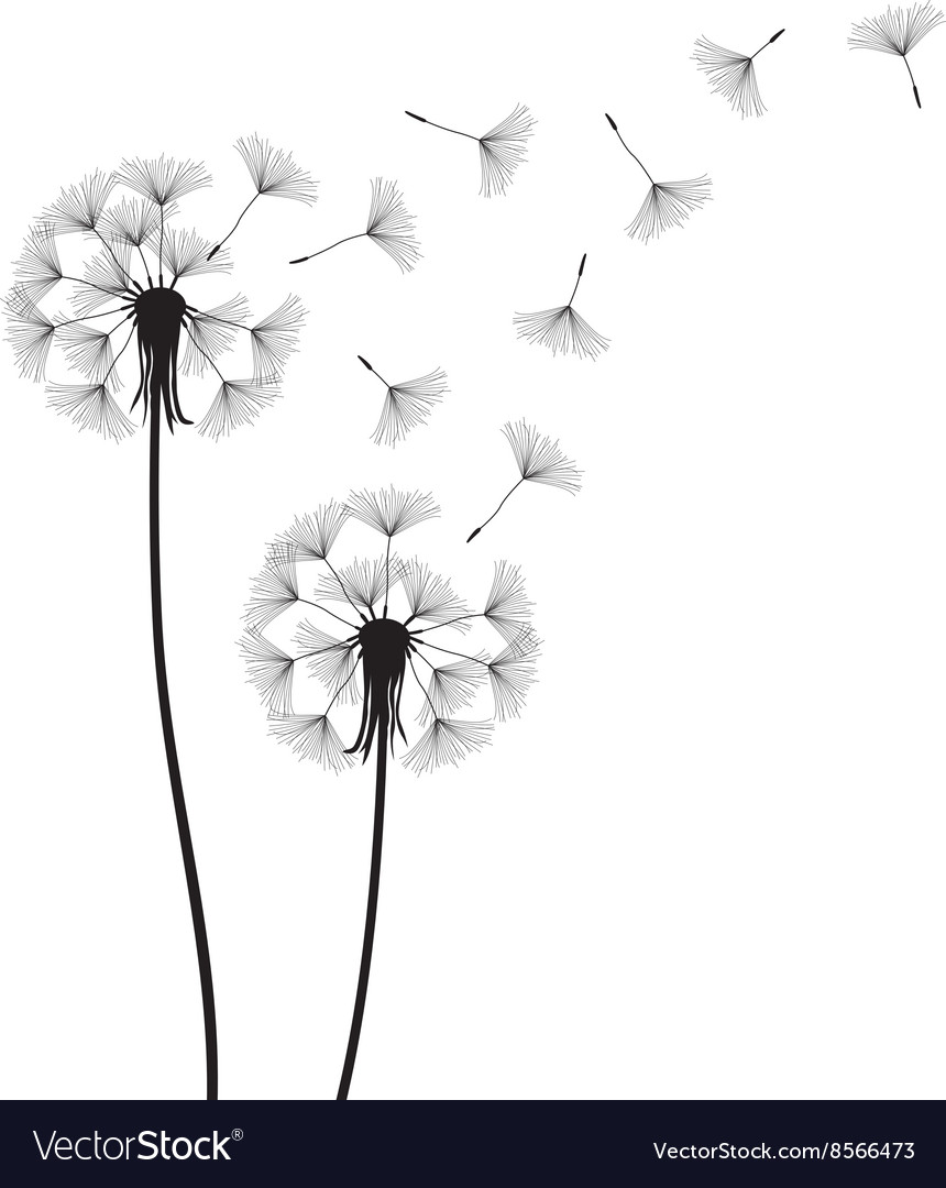 Dandelion Royalty Free Vector Image - VectorStock