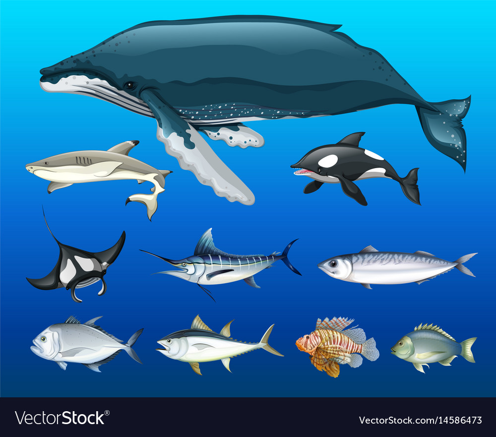 Different types of sea animals Royalty Free Vector Image