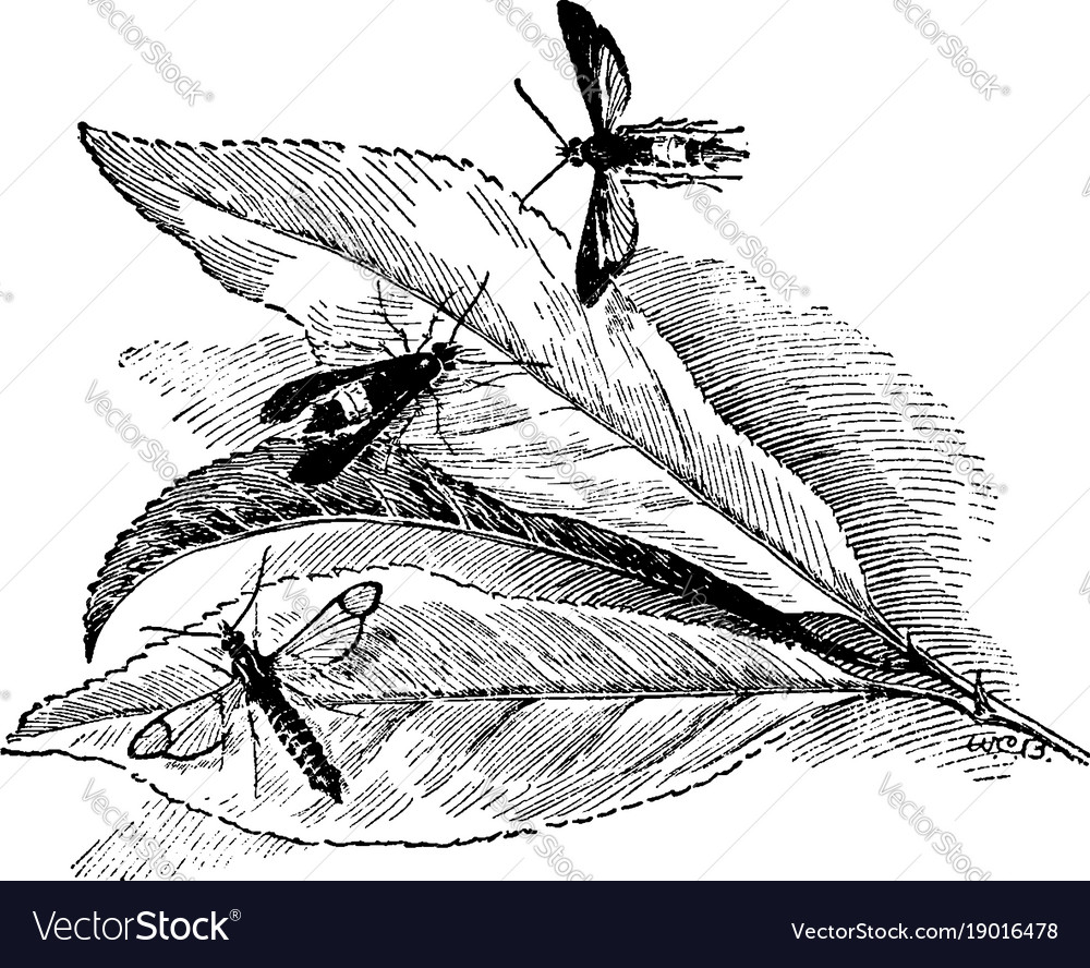 Peach tree borer vintage