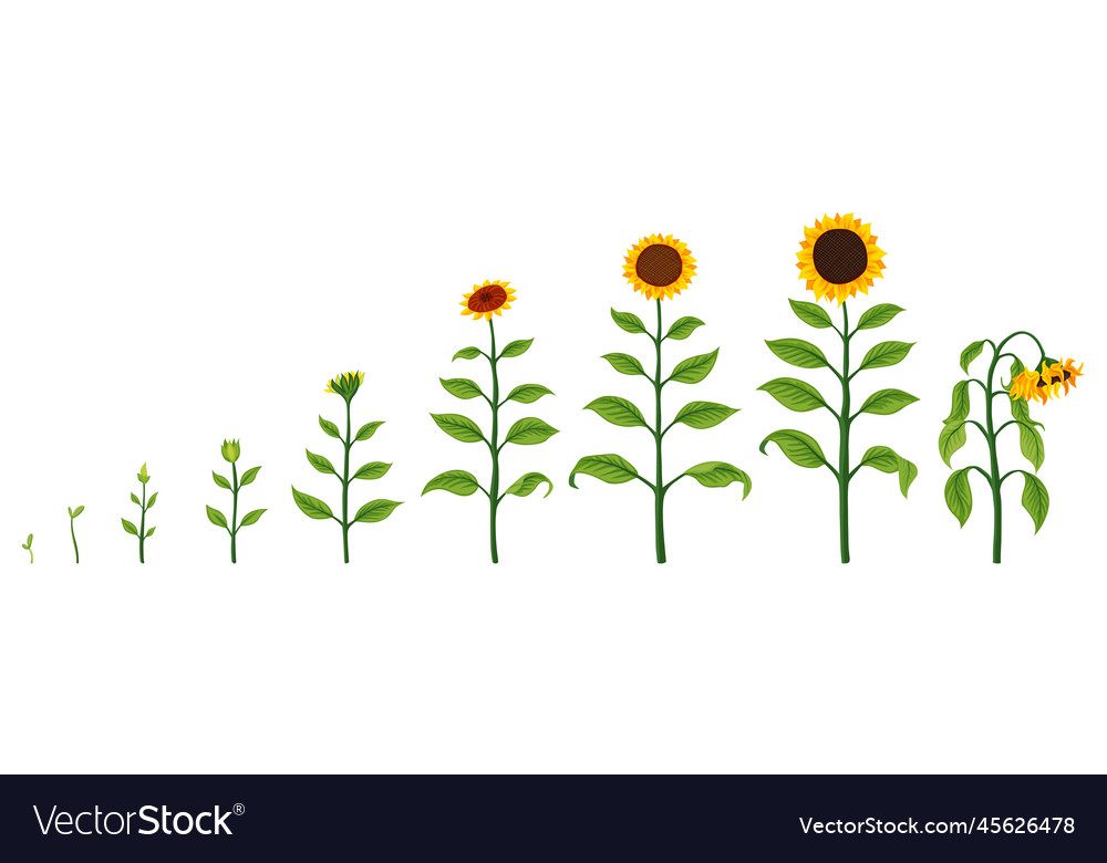 Sunflower growth stages agriculture plant Vector Image