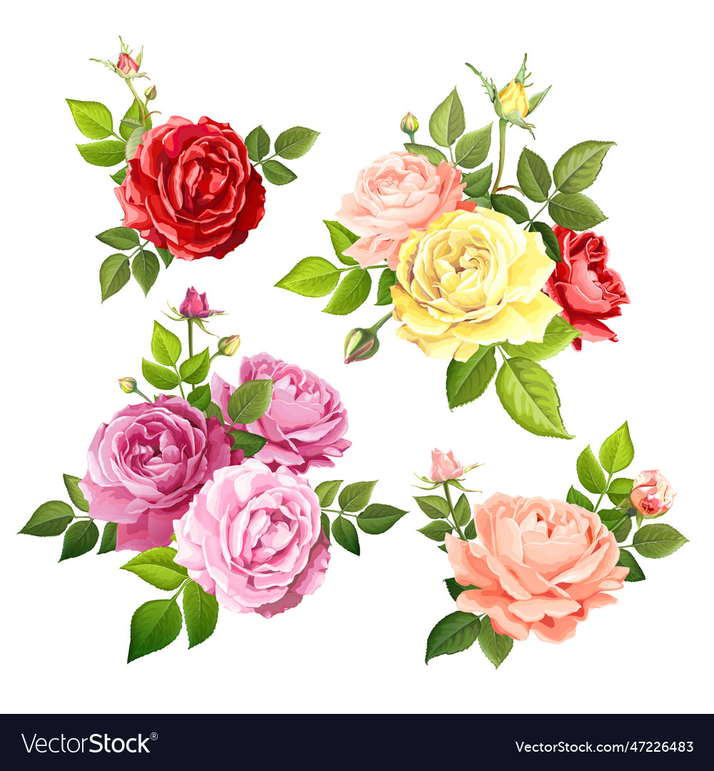 Drawing of gorgeous roses buds and leaves