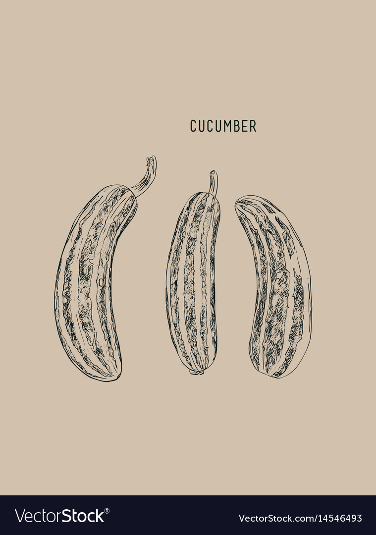 Cucumber sketch