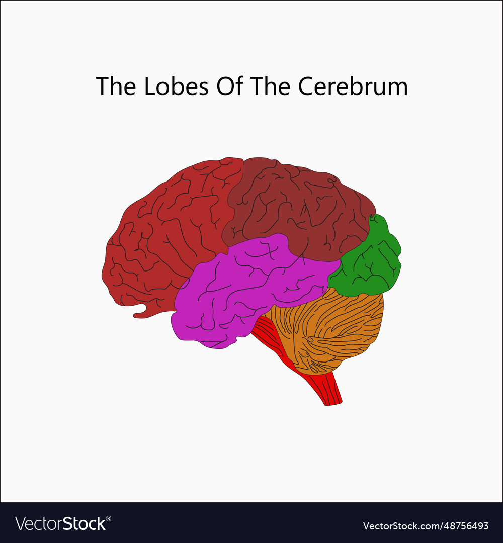 Human brain structure anatomy Royalty Free Vector Image