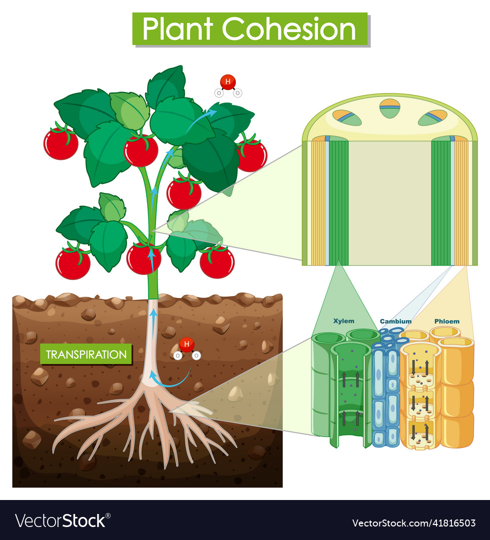 Diagram showing plant cohesion Royalty Free Vector Image