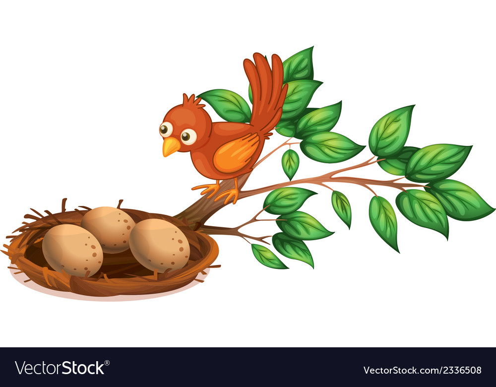 A bird watching eggs Royalty Free Vector Image