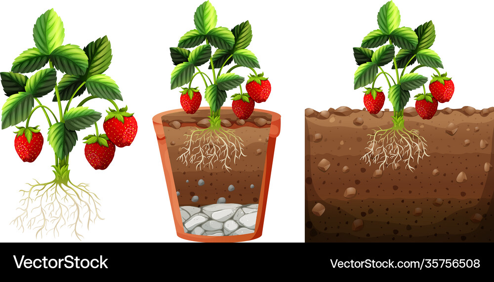 Set strawberry plant with roots isolated Vector Image
