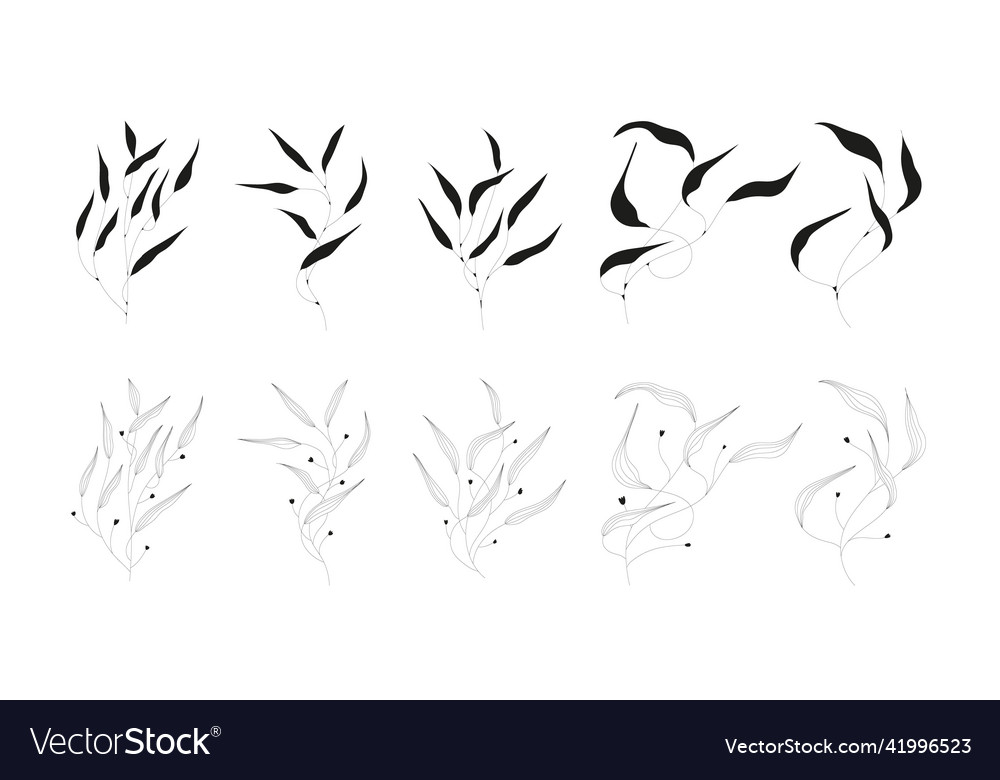 Leaves and twigs on an isolated white background