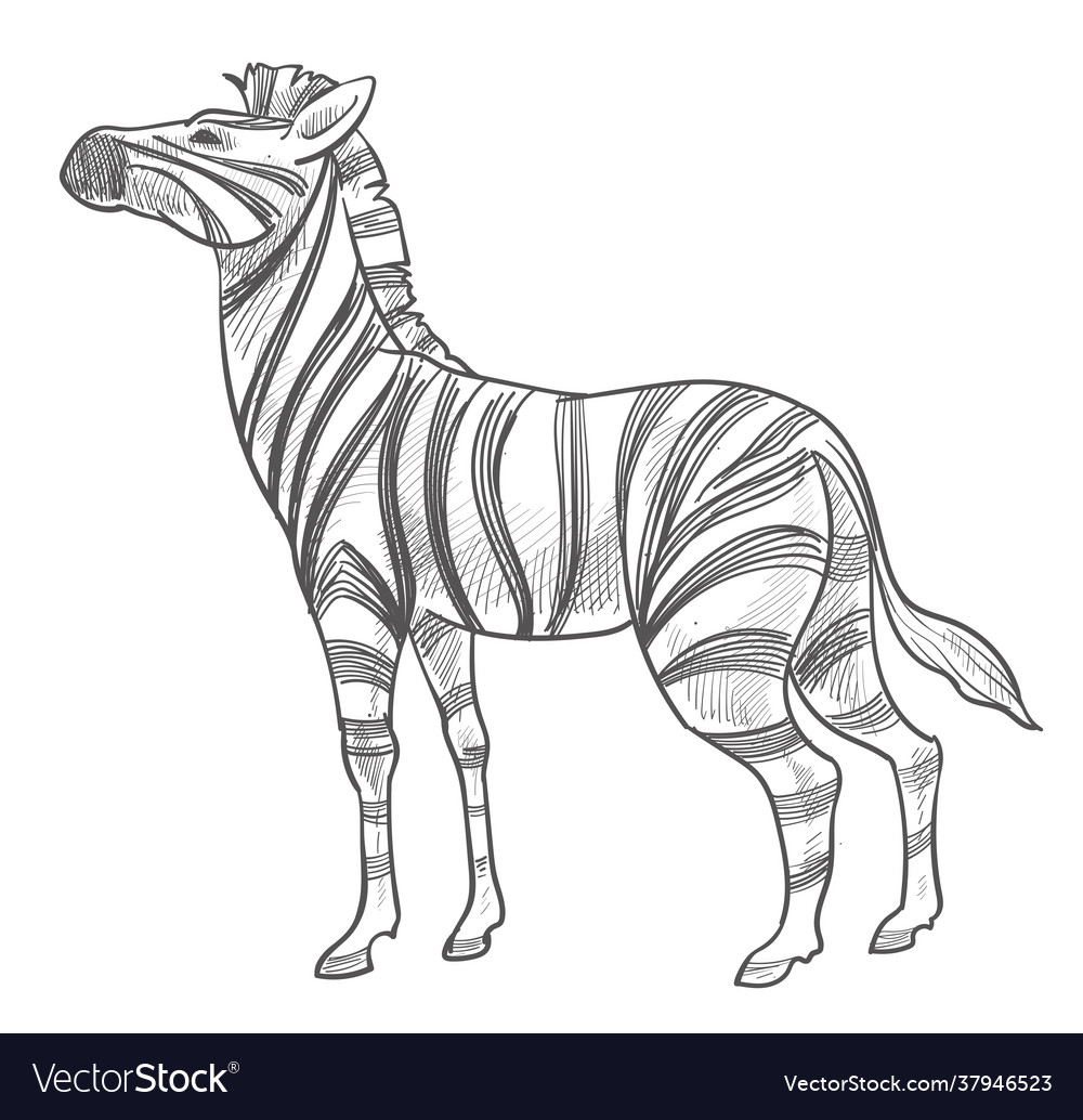 Zebra animal with stripes wildlife mammals Vector Image Zebra animal with stripes wildlife mammals Vector Image