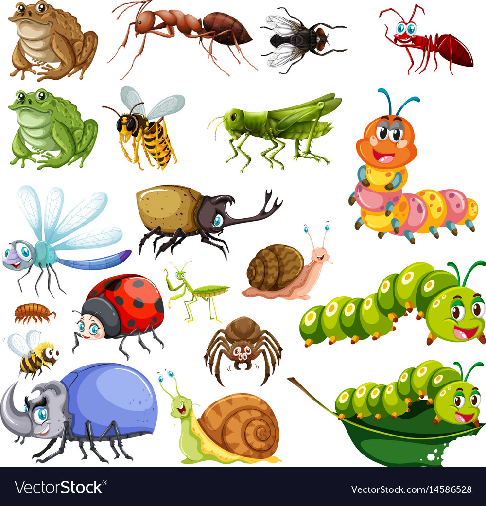 different-types-insects-royalty-free-vector-image