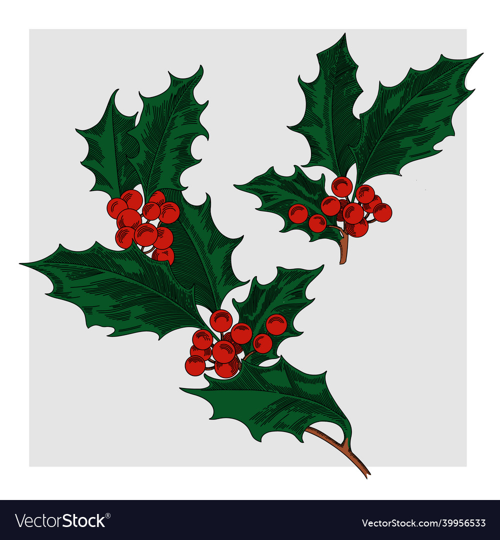 Image of a christmas holly Royalty Free Vector Image