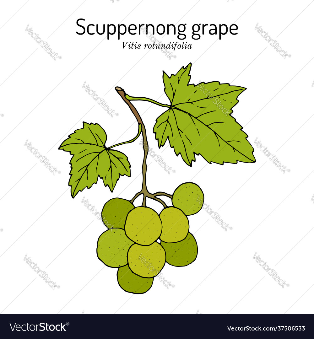 Scupperned Trauben vitis rotundifolia branch