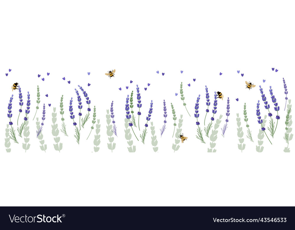 Seamless horizontal border with lavender flowers Vector Image