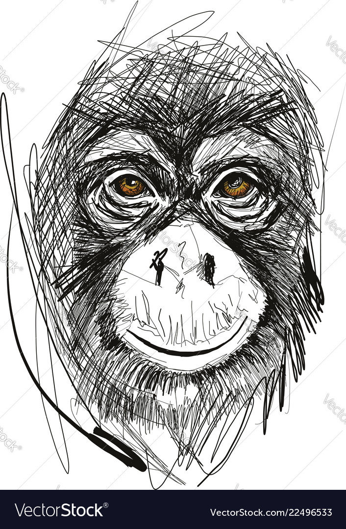 Sketch Monkey Face Royalty Free Vector Image Vectorstock