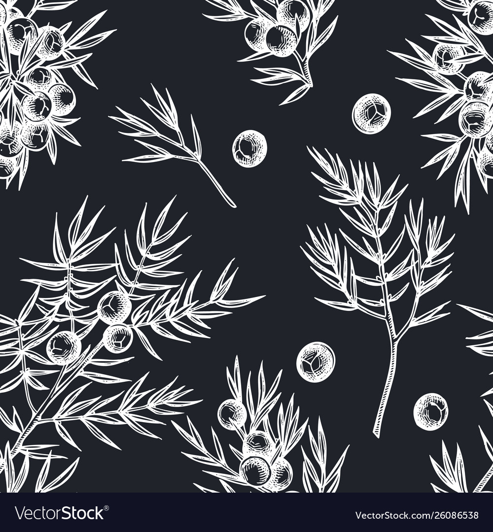 Seamless pattern with hand drawn chalk juniper