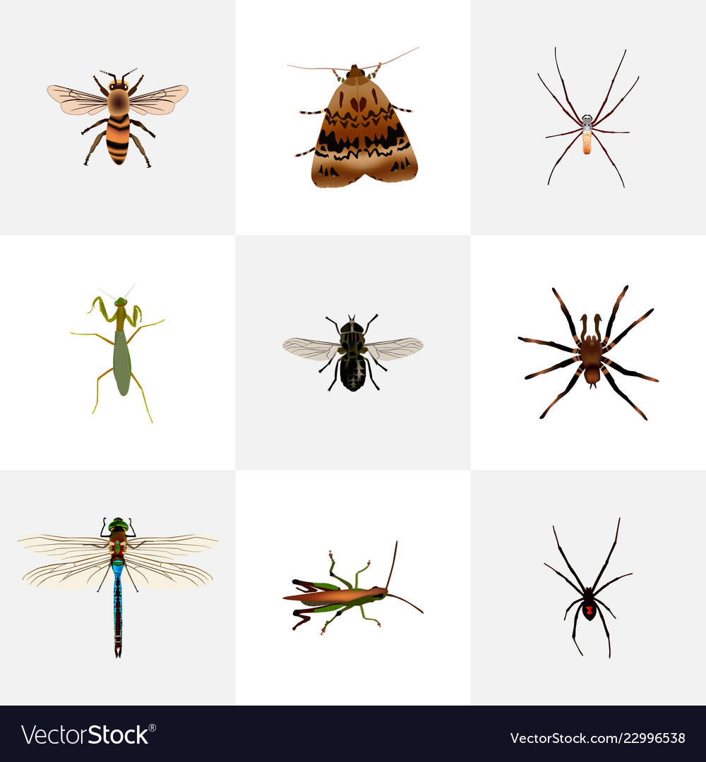 Set of insect realistic symbols with arachnid