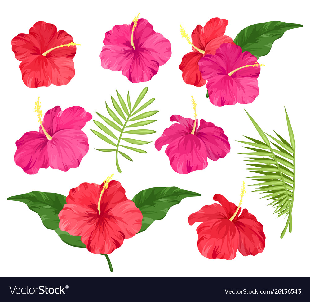 Hibiscus flowers pink and Royalty Free Vector Image