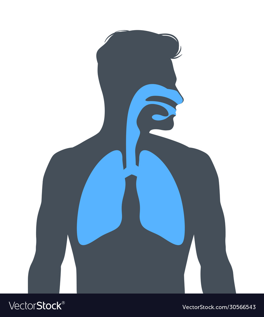 Human respiratory system Royalty Free Vector Image