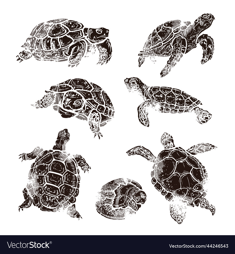 Large set of turtles different species Royalty Free Vector