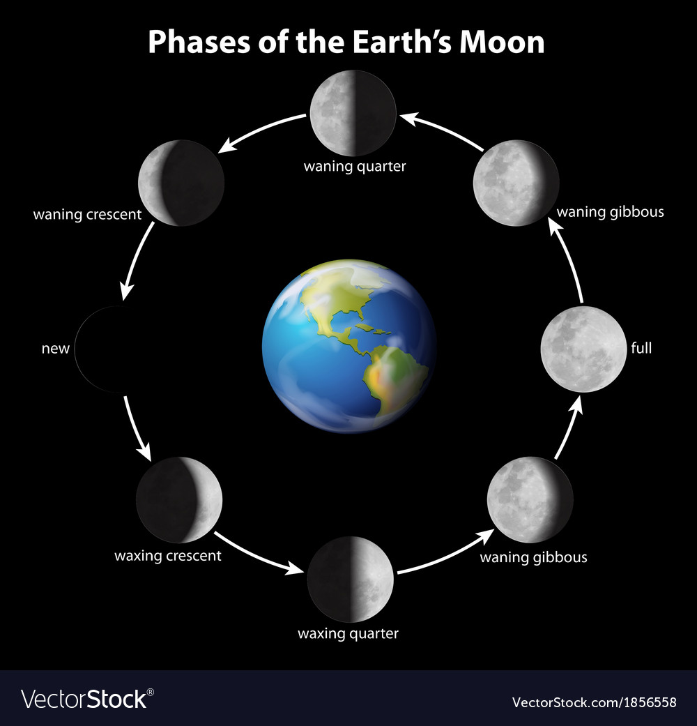 Phases of the moon