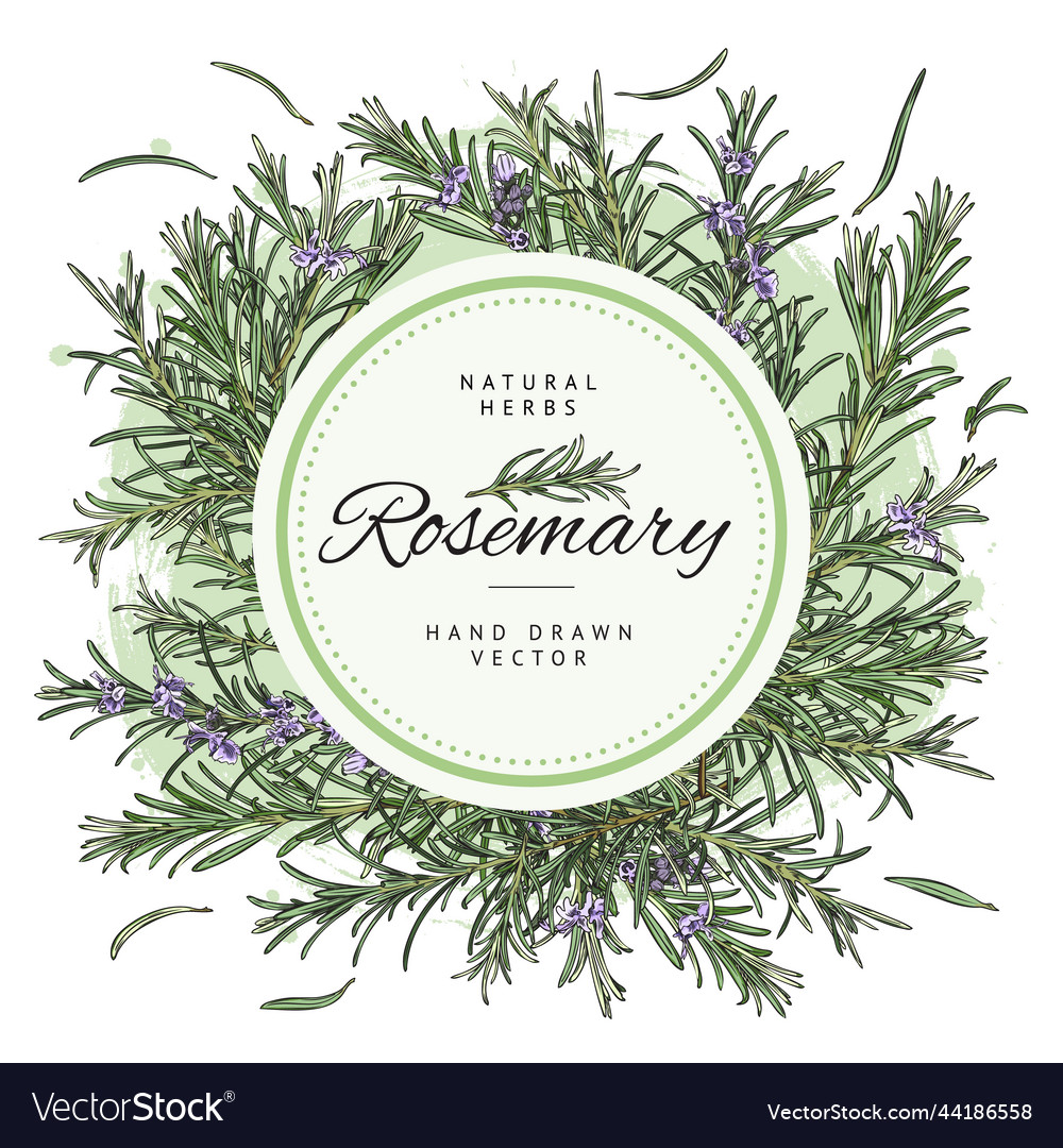 Rosemary badge or label design with circle frame