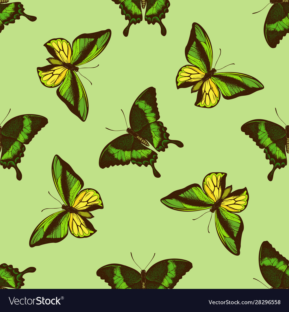 Seamless pattern with hand drawn colored papilio Vector Image