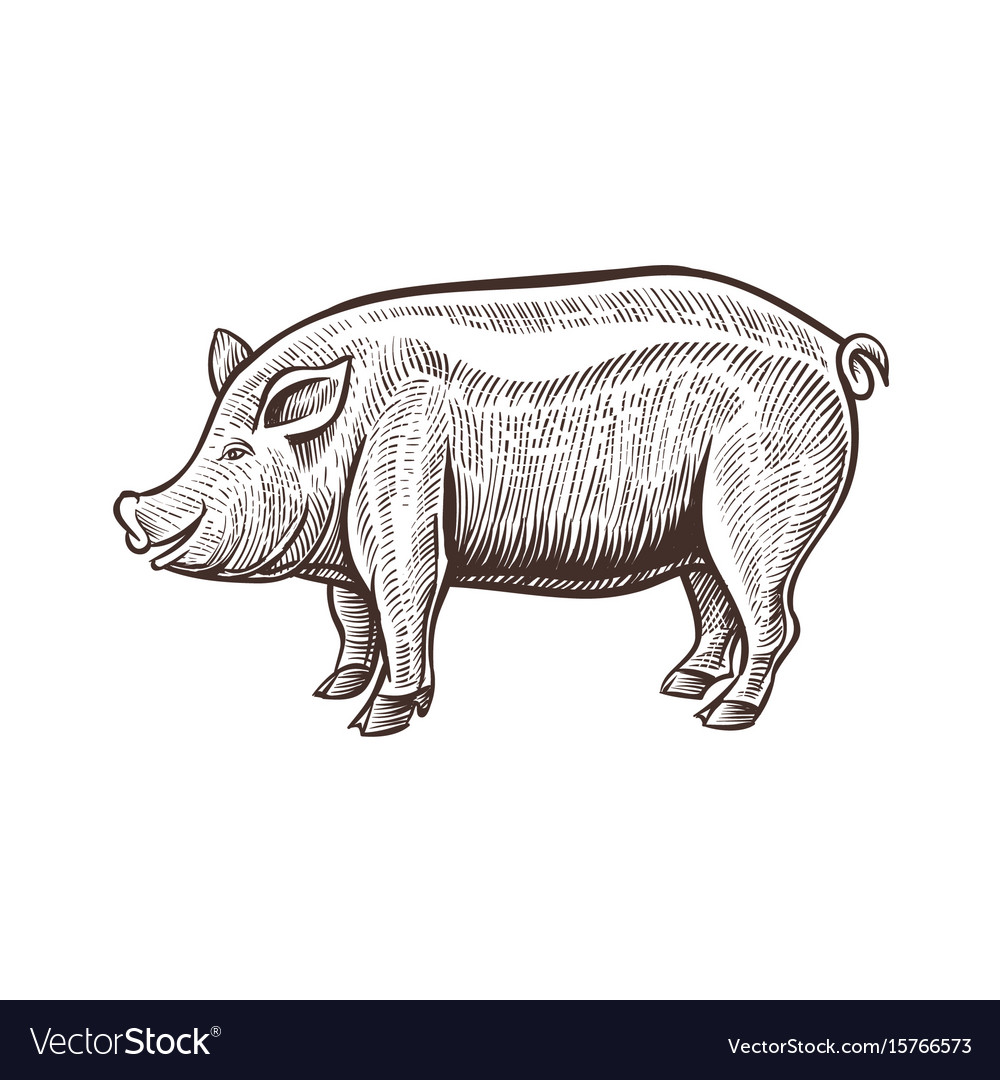 Farm pig animal sketch isolated pork on the white Vector Image Farm pig animal sketch isolated pork on the white Vector Image