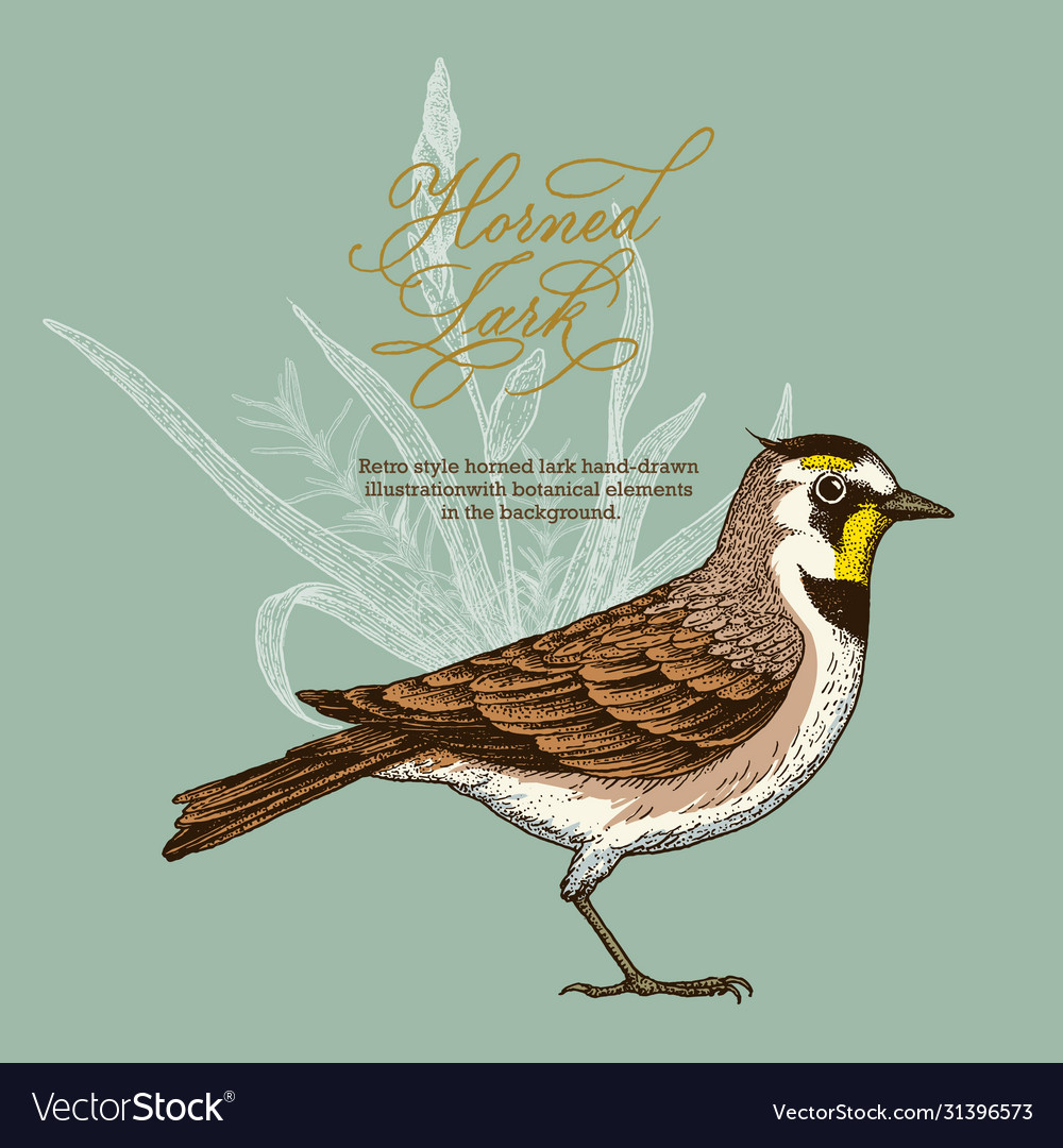 Retro style horned lark Royalty Free Vector Image
