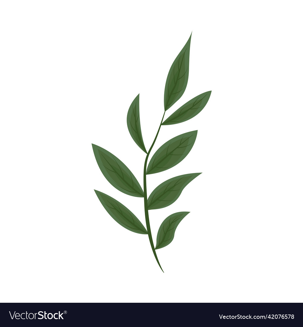 Nature leaves herbal Royalty Free Vector Image